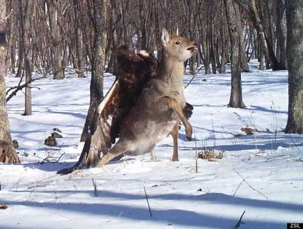 Funny-and-crazy-trail-cam-pictures-010