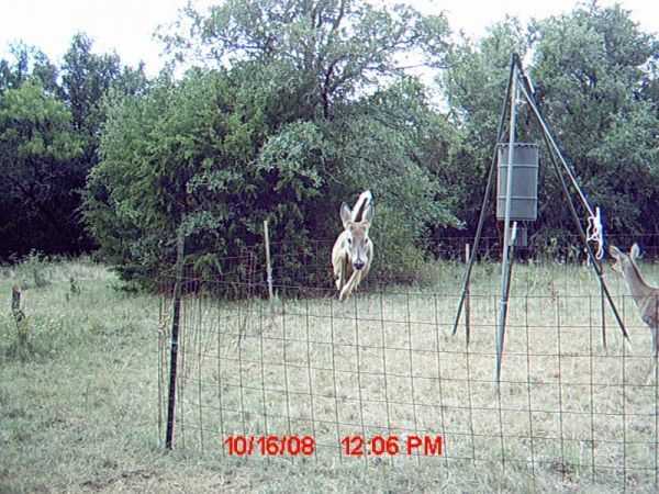Funny and crazy trail cam pictures 018