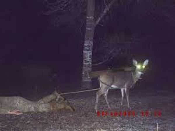 Funny and crazy trail cam pictures 020