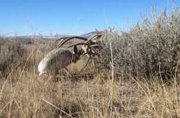 Rare Jakalope Rut Pictures Featured