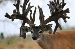Crazy Big Farm Raised Bucks Pictures 006