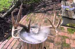How To Do A European Skull Mount  Video Featured