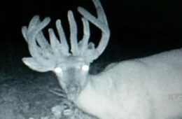 Missouri Hunter Bags A 22 Point Doe Video Featured