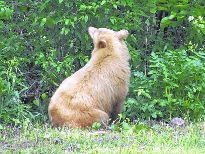 Rare Albino Bear Taken In Pennsylvania pictures 002