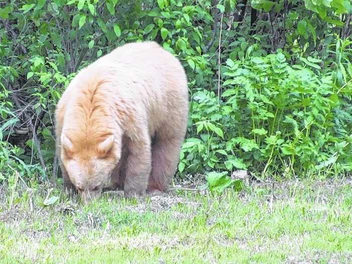 Rare Albino Bear Taken In Pennsylvania pictures 004