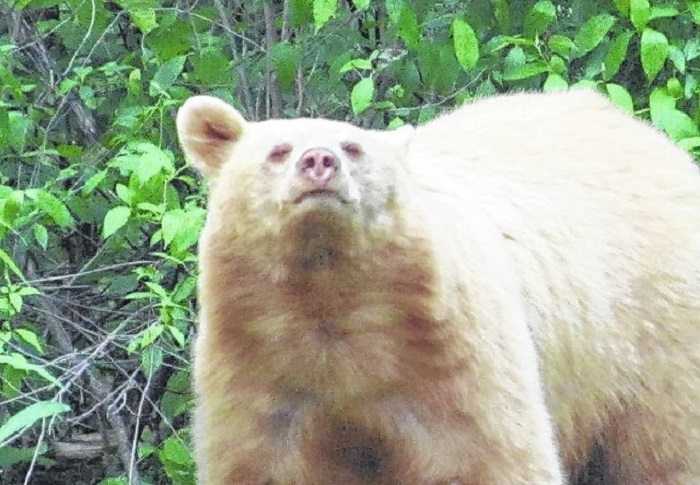 Rare Albino Bear Taken In Pennsylvania pictures (3)