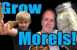 How To Grow Those Yummy Morel Mushrooms  In Your Own Backyard Video Featured