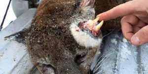 Idaho Hunter Harvests An Oddly Deformed Mountain Lion featured