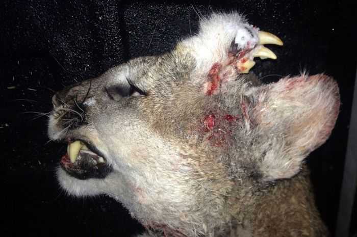 Idaho Hunter Harvests An Oddly Deformed Mountain Lion pictures 001