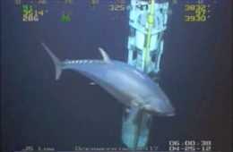 Monster Tuna Caught On Camera  Is It Actually 18 Feet Long?