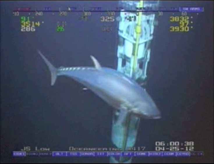 Monster Tuna Caught On Camera Is It Actually 18 Feet Long?