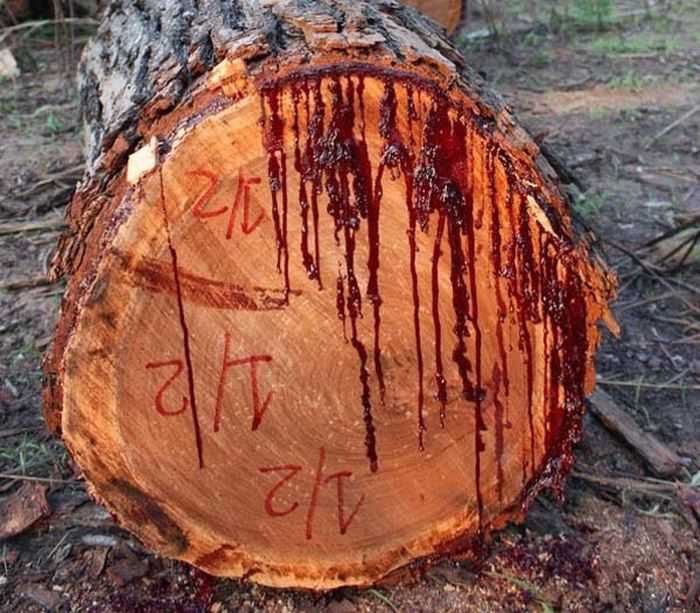 bloodwood tree pictures 001