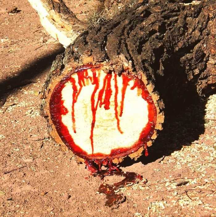 bloodwood tree pictures 002