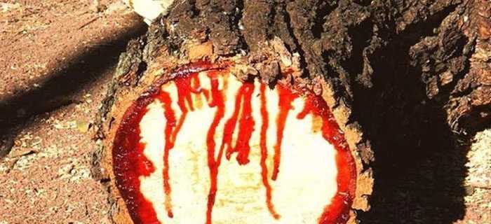 bloodwood tree pictures