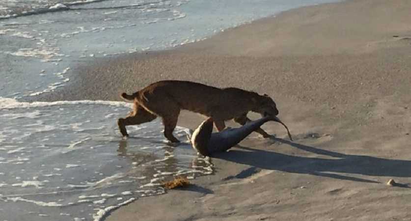 Florida Bobcat Catches A Shark - Well Alrighty Then.