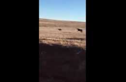 Got Coyotes Get Some Greyhounds  Greyhounds Run Down A Coyote Video Featured