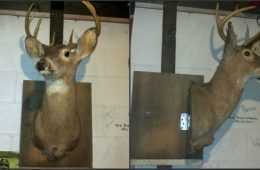 How Build A Hidden Compartment Into Your Deer Shoulder Mount Featured