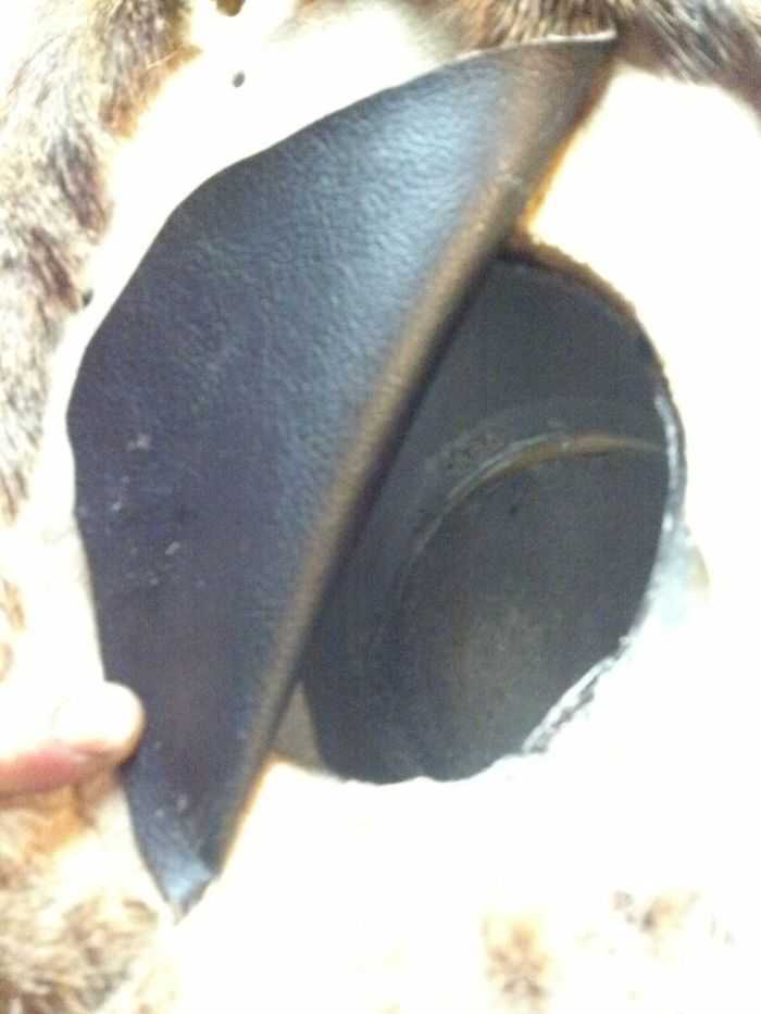 How Build A Hidden Compartment Into Your Deer Shoulder Mount Pictures 002