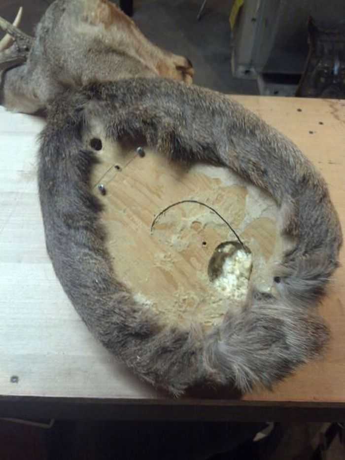 How Build A Hidden Compartment Into Your Deer Shoulder Mount pictures 004