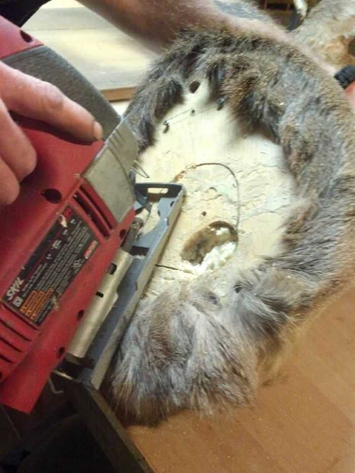 How Build A Hidden Compartment Into Your Deer Shoulder Mount pictures 005