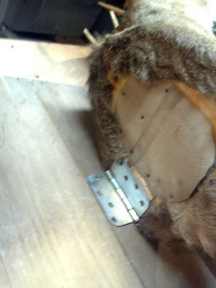 How Build A Hidden Compartment Into Your Deer Shoulder Mount Pictures 006
