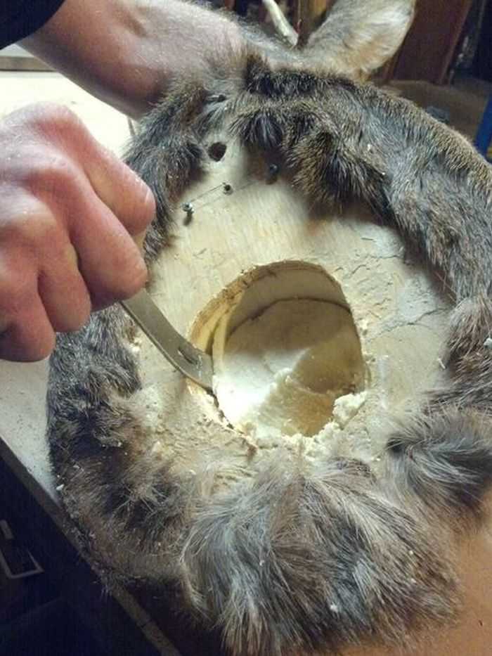 How Build A Hidden Compartment Into Your Deer Shoulder Mount Pictures 014