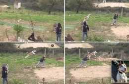 Meet Natsu The Long Jumping Dog  Watch Him Jump Over 20 Feet Featured