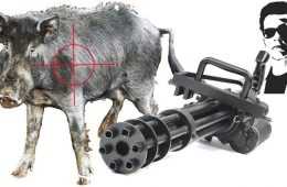 So Is It Ok To Hunt Feral Pigs With A Minigun Video Featured