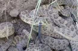 This Is What Happens When You Stick Your Gopro Into A Rattlesnake Den Featured