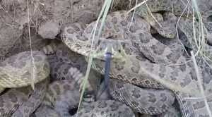 This Is What Happens When You Stick Your GoPro Into A Rattlesnake Den featured