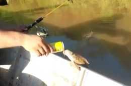 Fish Drinking A Beer Featured