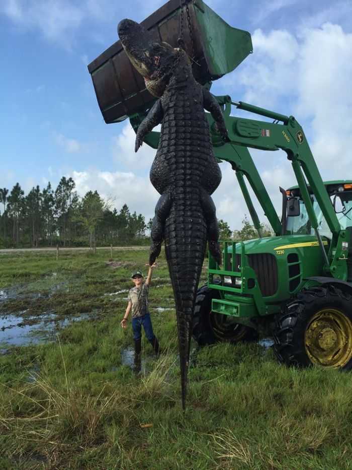 Florida Hunters Take A 15 Foot Long 800 Pound Alligator That Had Been ...