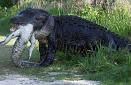 More Florida Alligator Craziness  A Huge Alligator Eating Another Alligator Featured