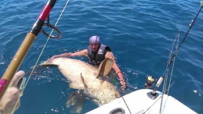 This Guy Just Caught A 400 Pound Goliath Grouper On A Size 11 Wrench  Yes This Is Real pictures 002