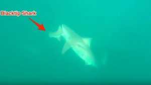 Florida Shark Bites Another Shark In Half featured