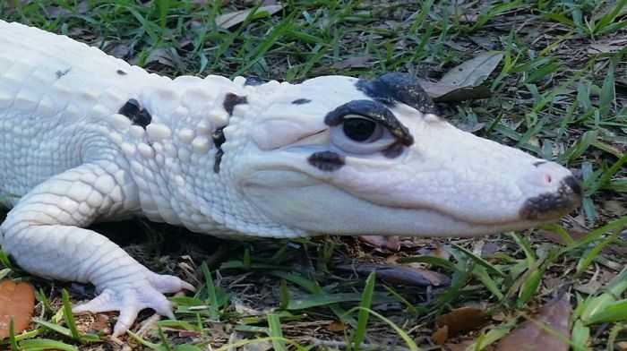 Snowball And Blizzard Meet The World's First Piebald Alligator And An Extremely Rare Leucistic Alligator In Florida Pictures 001