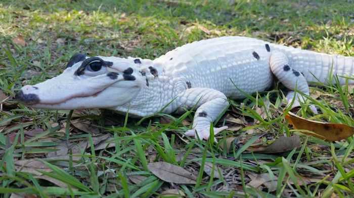 Snowball And Blizzard Meet The World's First Piebald Alligator And An Extremely Rare Leucistic Alligator In Florida Pictures 003