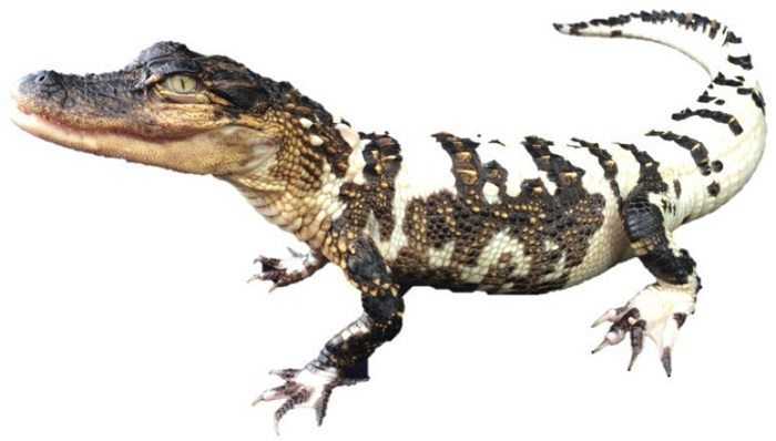 Snowball And Blizzard Meet The World's First Piebald Alligator And An Extremely Rare Leucistic Alligator In Florida Pictures More