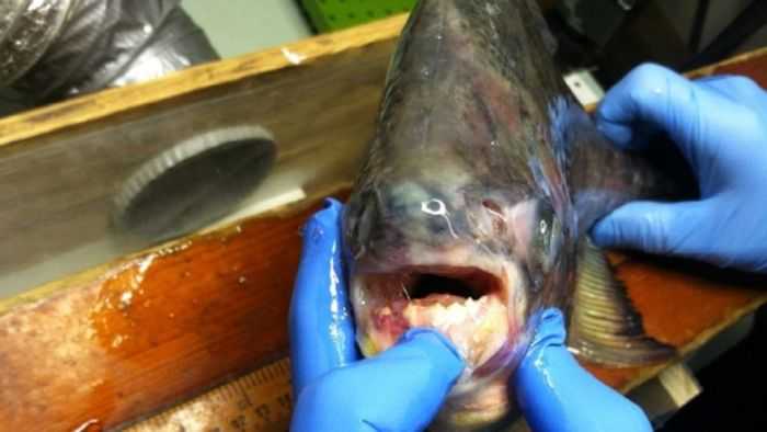 Angler Catches A Pacu On Lake Lake St. Clair In Michigan 002