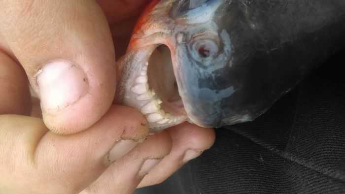 Angler Catches A Pacu On Lake Lake St. Clair In Michigan 003