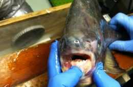 Angler Catches A Pacu On Lake Lake St. Clair In Michigan Featured