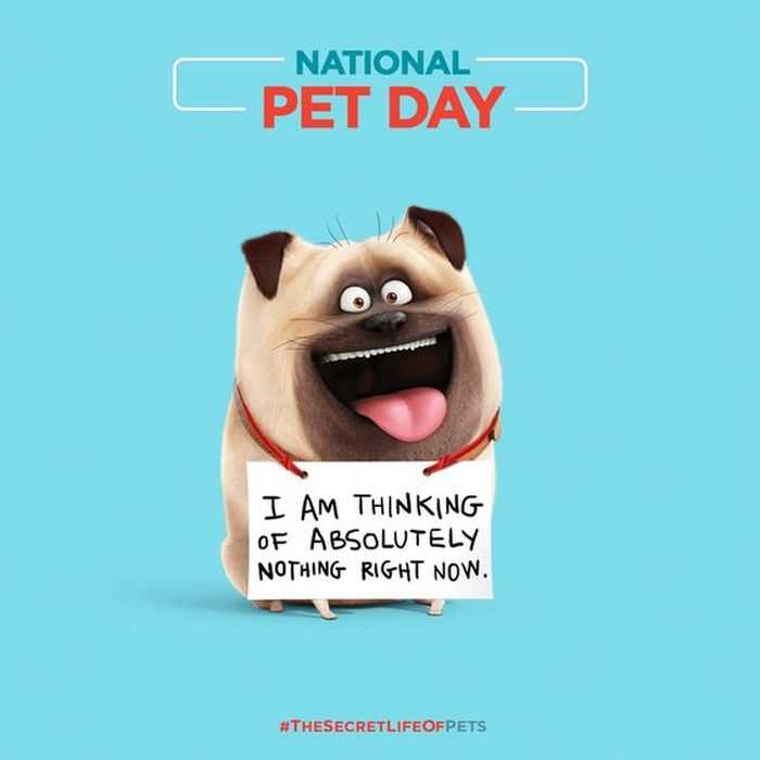 The Secret Life Of Pets - Funny Pictures And Quotes