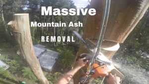 Great GoPro Footage Of A Guy Removing An Ash Tree  150 Feet In The Air