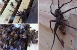 Honey Bees Attack And Kill A Huge Spider