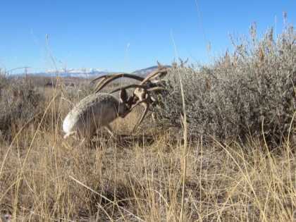 rare-jakalope-rut-pictures-4