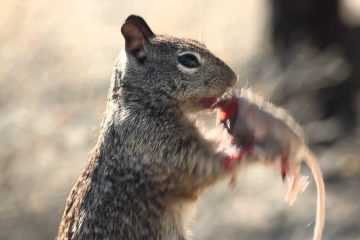 Squirreleatingamousefeatured