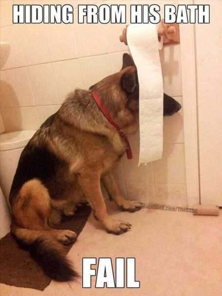 german-shepard-hiding-from-his-bath