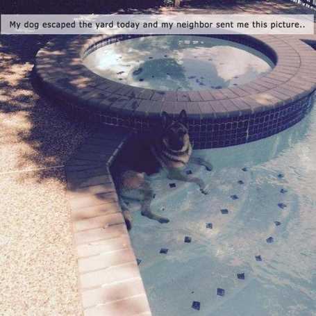 german-shepard-in-pool