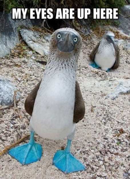 my-eyes-are-up-here-bird-with-blue-feet