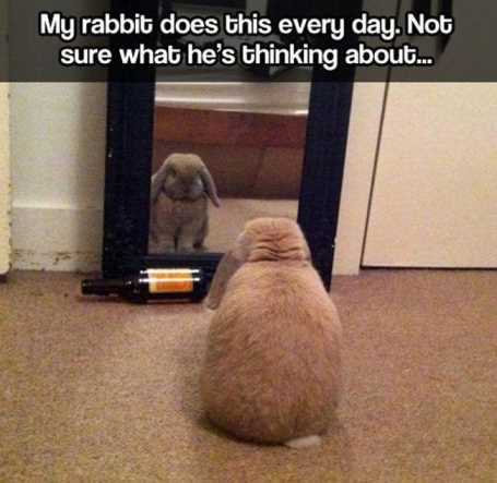 rabbit-staring-at-itself-in-the-mirror